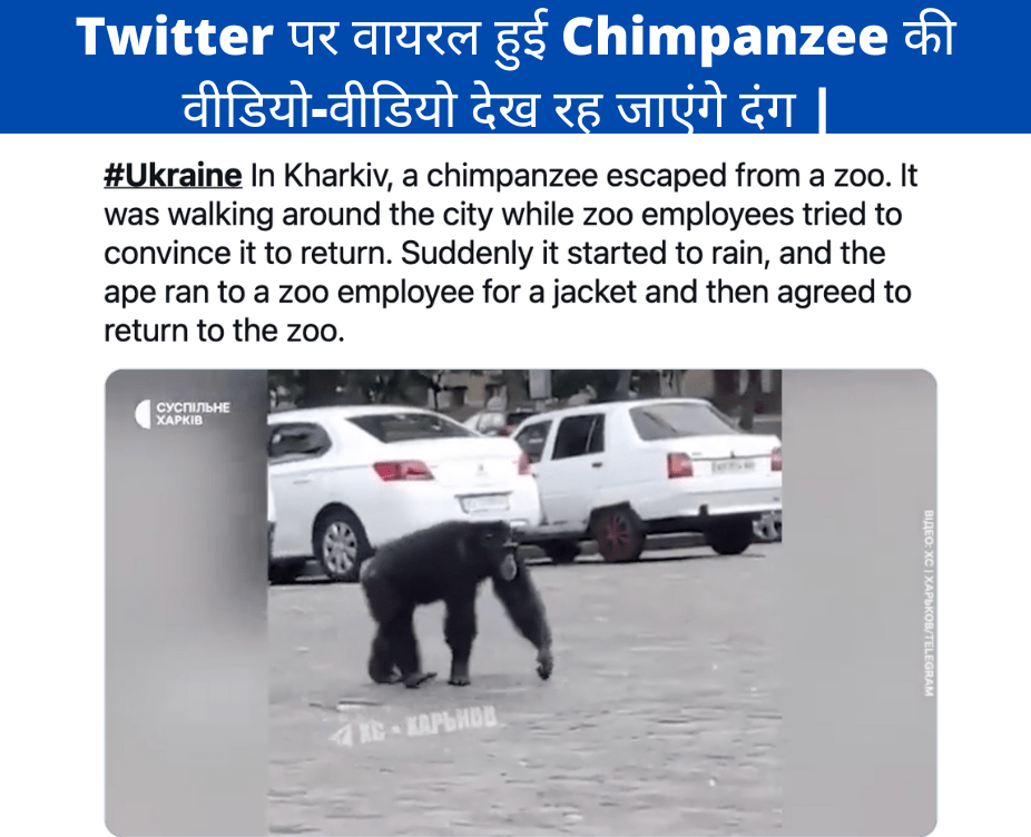 Twitter पर वायरल हुई Chimpanzee की वीडियो-वीडियो देख रह जाएंगे दंग |